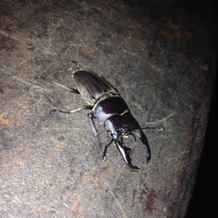 Dorcus reichei prosti