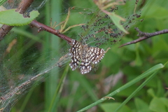 Chiasmia clathrata