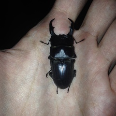 Dorcus reichei prosti
