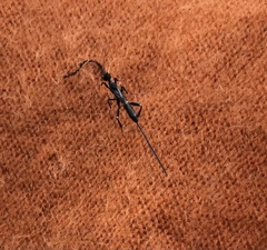Stephanus serrator