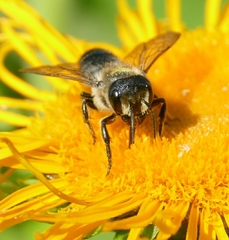 Megachile genalis