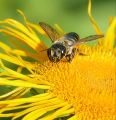 Megachile genalis