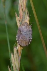 Eurygaster maura