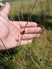Juncus conglomeratus