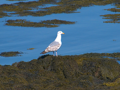 Larus argentatus image