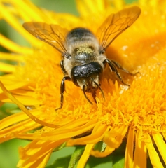 Megachile genalis