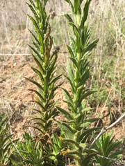 Pseudognaphalium californicum