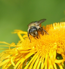 Megachile genalis