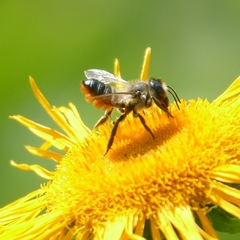 Megachile genalis