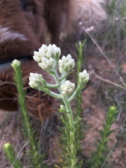 Pseudognaphalium californicum