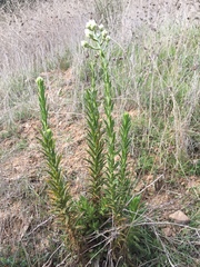 Pseudognaphalium californicum