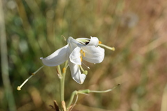 Lilium candidum