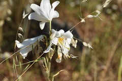 Lilium candidum
