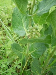 Pherotrichis villosa