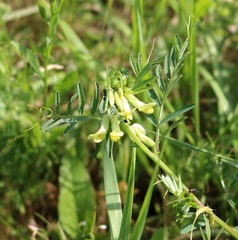 Vicia ciliatula