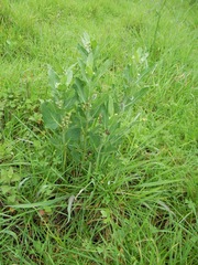 Pherotrichis villosa