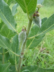 Pherotrichis villosa