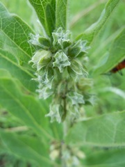 Pherotrichis villosa