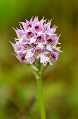 Neotinea tridentata tridentata