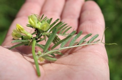 Vicia ciliatula