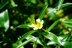 Ludwigia taiwanensis