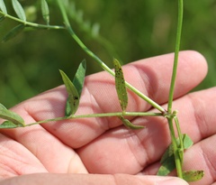 Vicia ciliatula