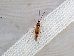 Cyllecoris histrionius