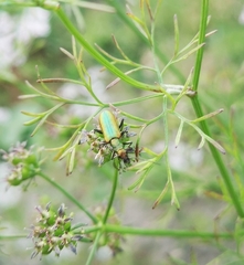 Chrysanthia reitteri