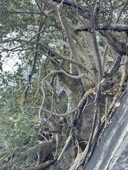 Ficus petiolaris palmeri