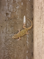 Tarentola mauritanica