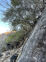 Ficus petiolaris palmeri