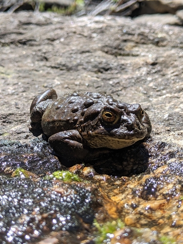 iNaturalist observation photo of Yosemite Toad