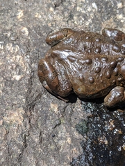 Anaxyrus canorus