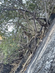 Ficus petiolaris palmeri