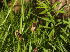 Cypripedium parviflorum