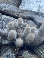 Mammillaria phitauiana