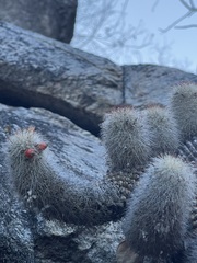 Mammillaria phitauiana