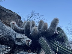 Mammillaria phitauiana