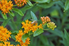 Apis mellifera