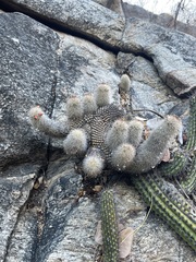 Mammillaria phitauiana