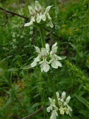 Stachys recta recta
