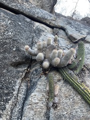 Mammillaria phitauiana