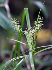 Cyperus refractus