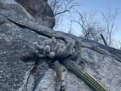 Mammillaria phitauiana