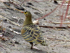 Pterocles quadricinctus