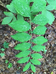 Polygonatum pubescens