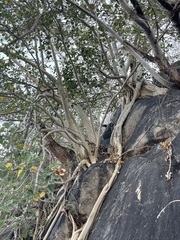 Ficus petiolaris palmeri