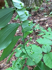 Polygonatum pubescens