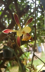 Encyclia alata
