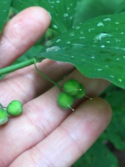 Polygonatum pubescens